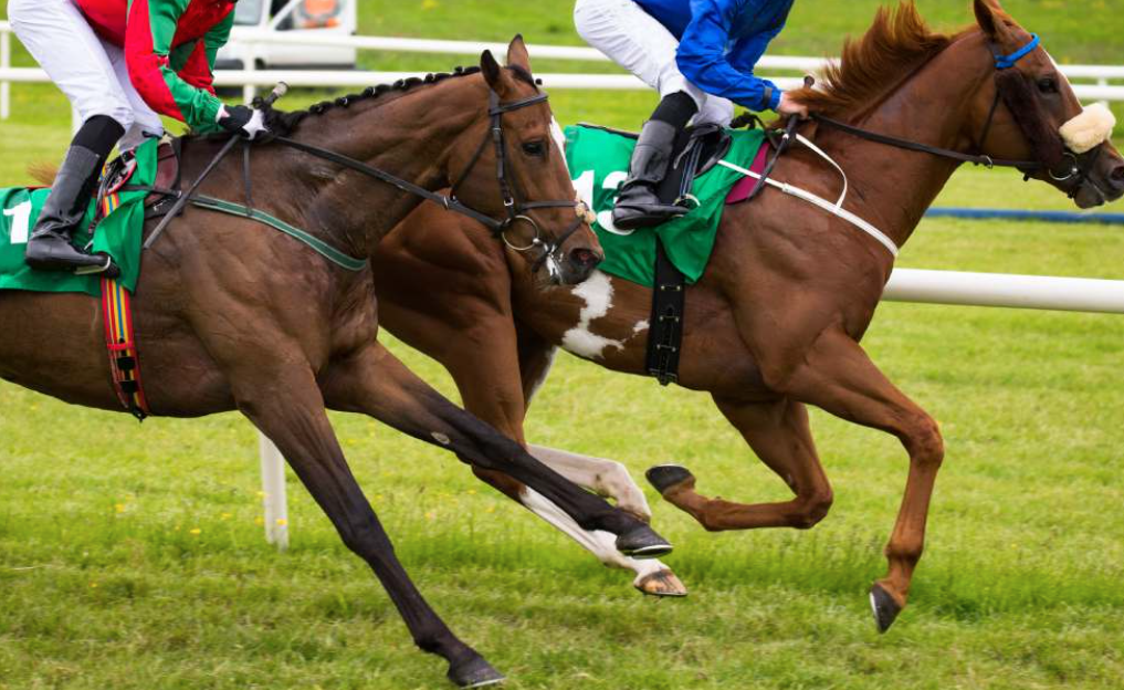 Turf pronostic